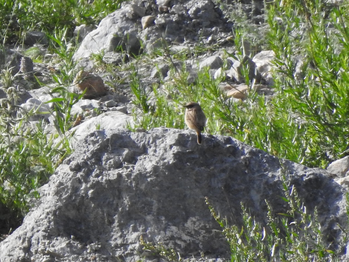 accentor sp. - ML608289690