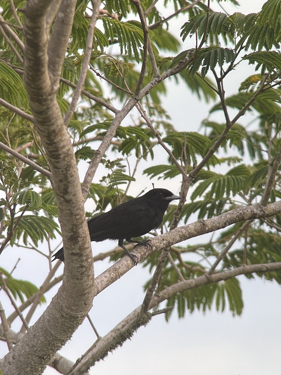 purpurskjeggkotinga - ML608289691