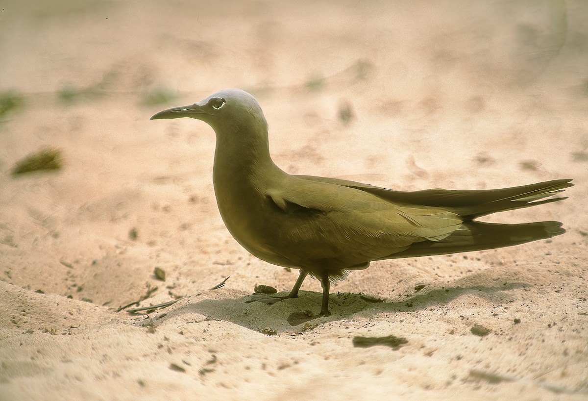 Lesser Noddy - ML608289835