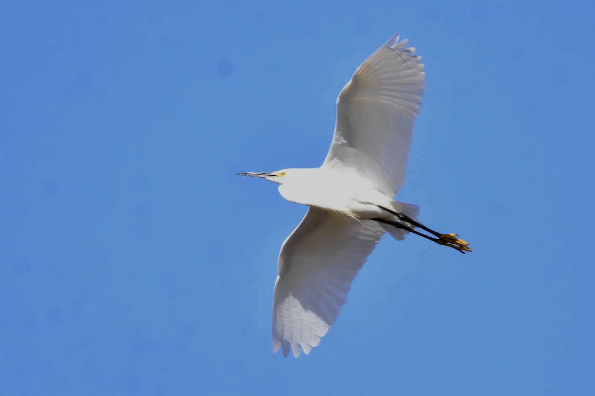 Snowy Egret - ML608289845