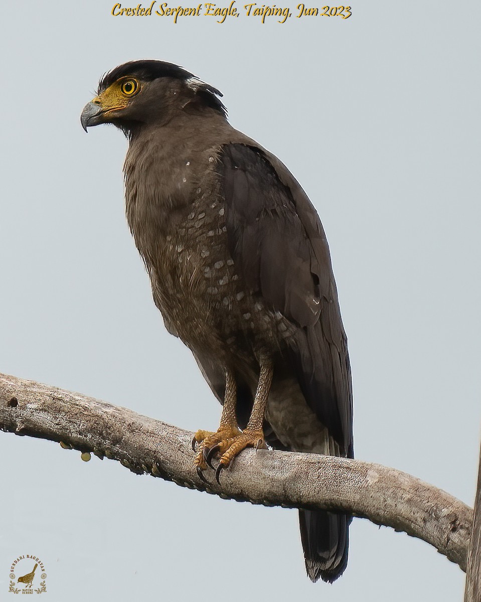 Crested Serpent-Eagle - ML608289846