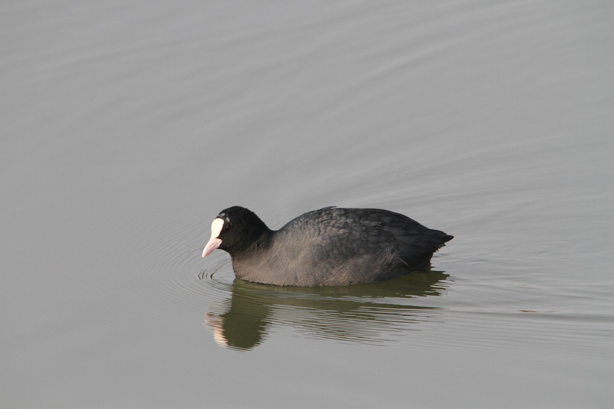 Eurasian Coot - ML608289876