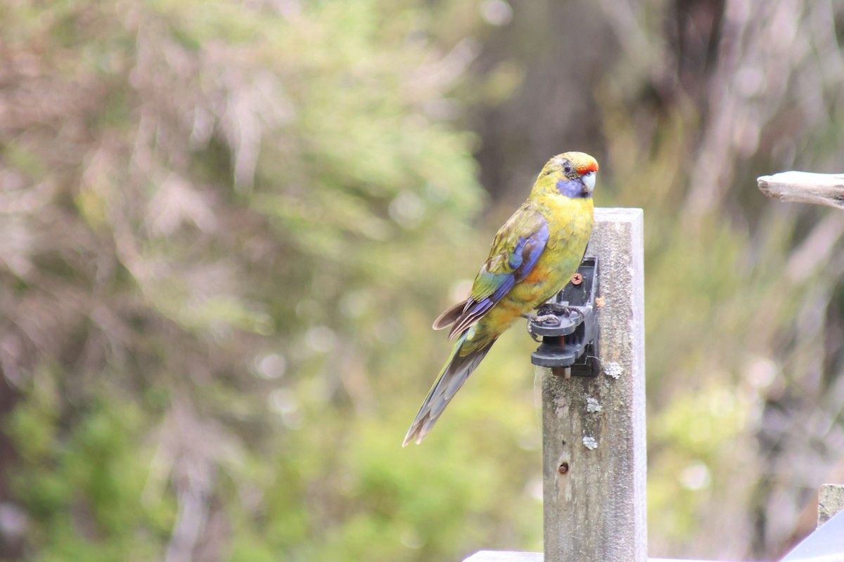 アカビタイキクサインコ - ML608289889