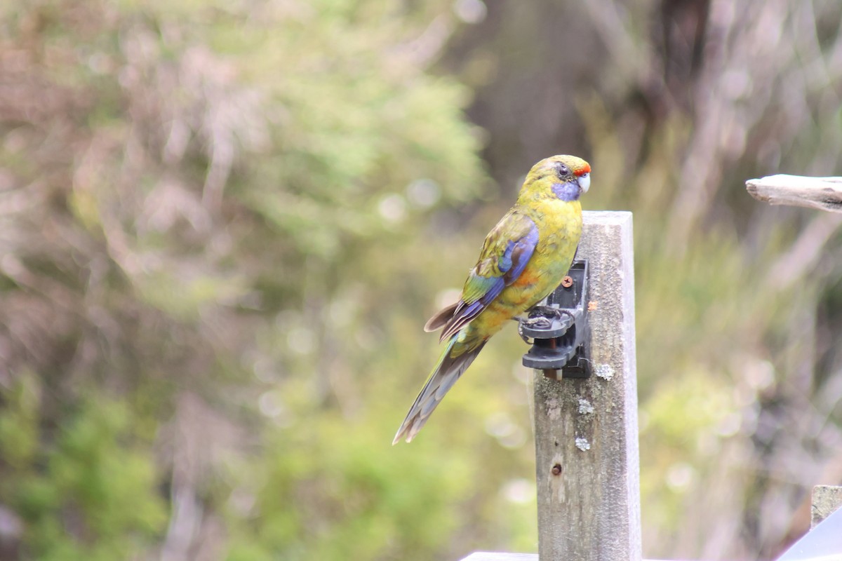 Green Rosella - Kirrilee Moore