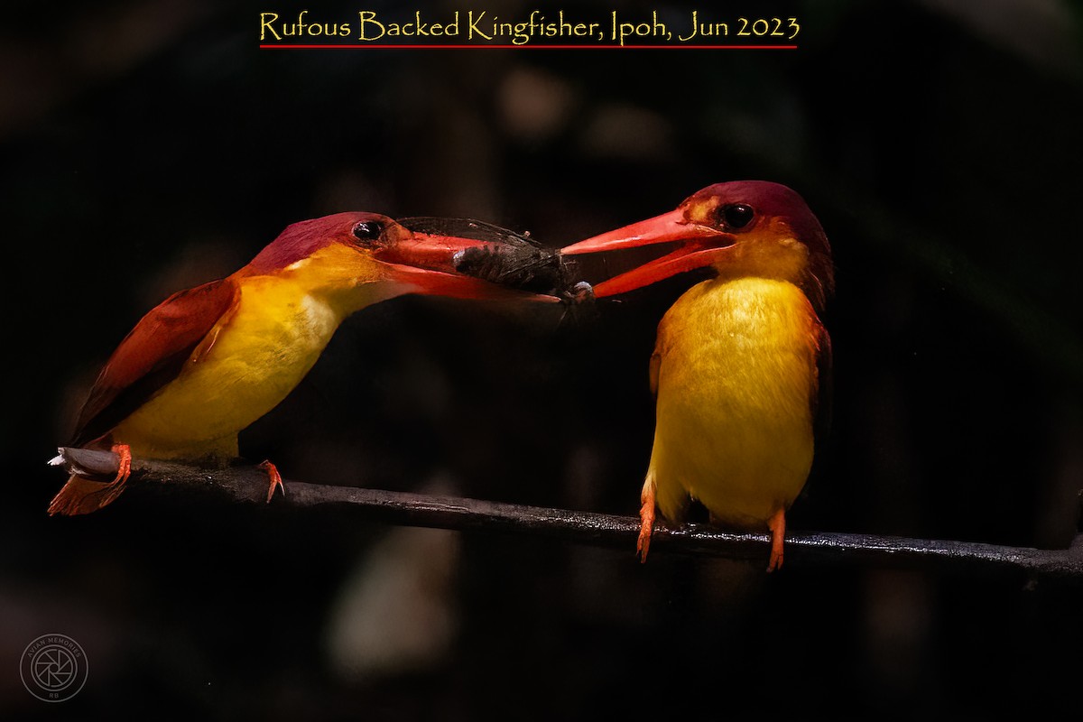 Rufous-backed Dwarf-Kingfisher - ML608289894