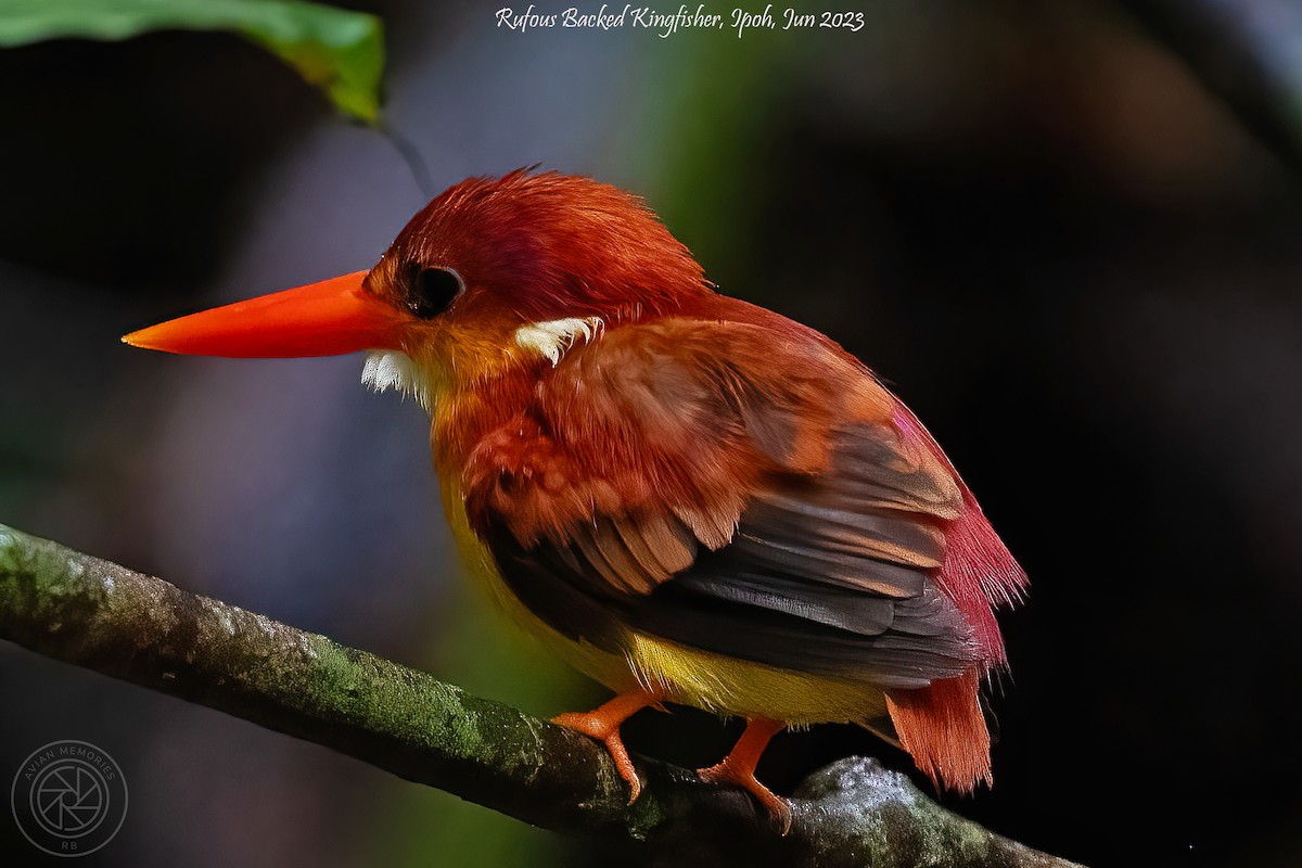 Rufous-backed Dwarf-Kingfisher - ML608289895