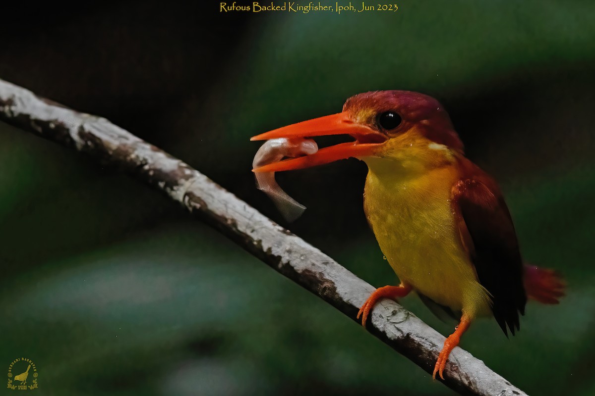 Rufous-backed Dwarf-Kingfisher - ML608289897
