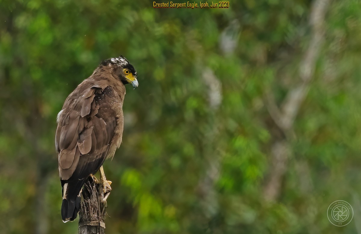 Crested Serpent-Eagle - ML608289903