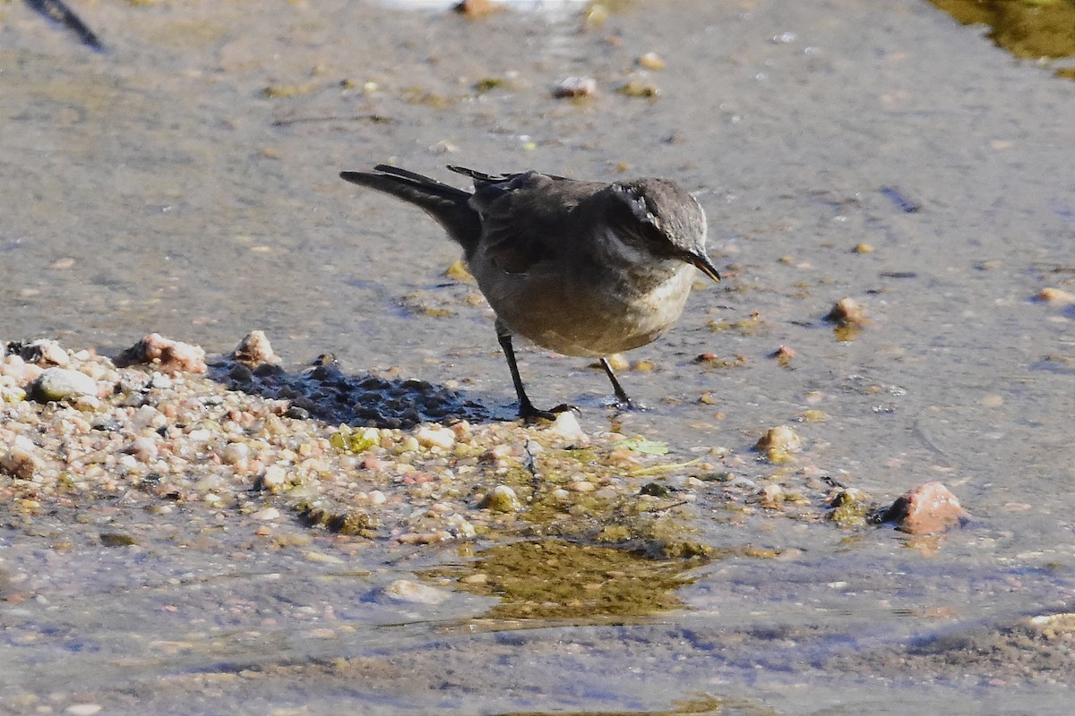 Buff-winged Cinclodes - ML608289904