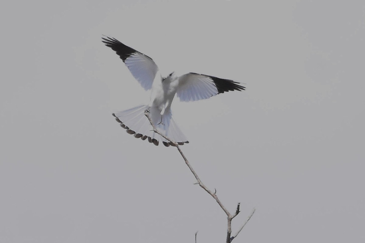 White Monjita - Juan Bardier