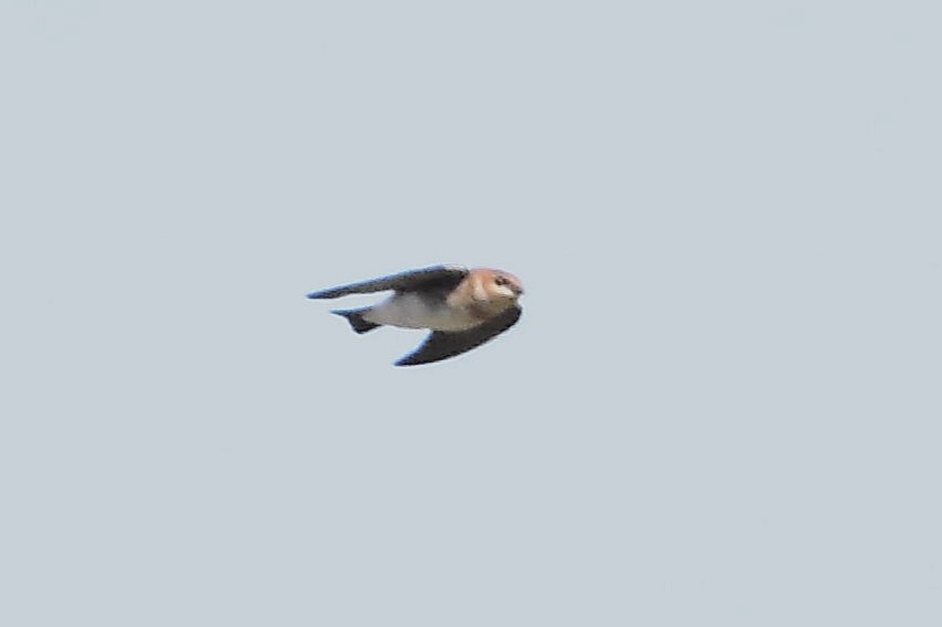 Tawny-headed Swallow - Juan Bardier