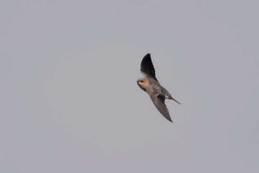 Tawny-headed Swallow - Juan Bardier