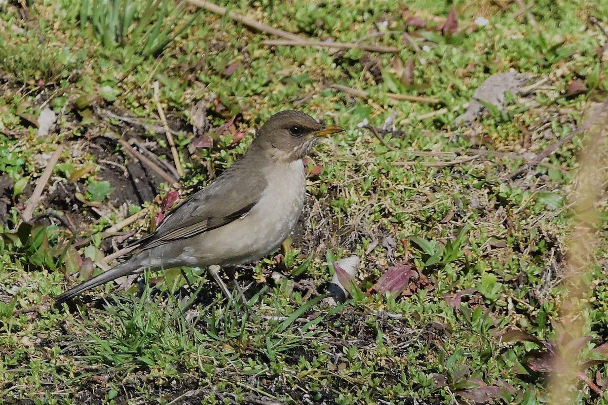 Creamy-bellied Thrush - Juan Bardier