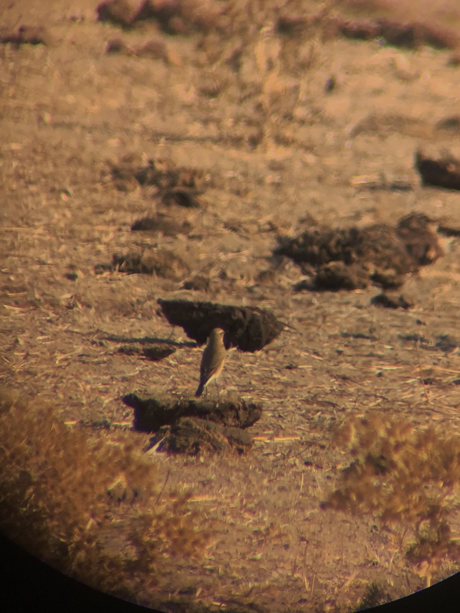 Northern Wheatear - ML608290068