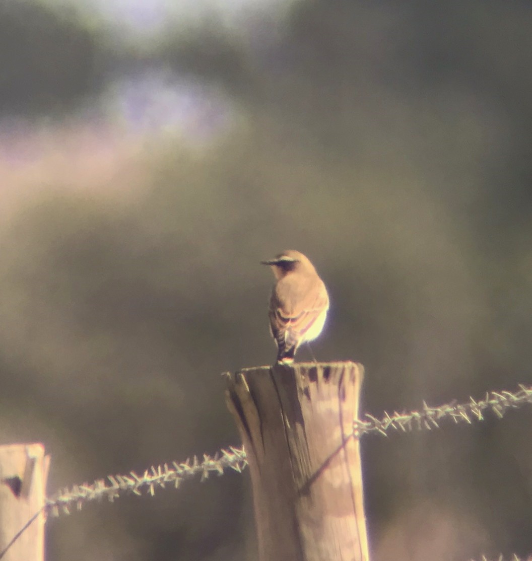 Northern Wheatear - ML608290069