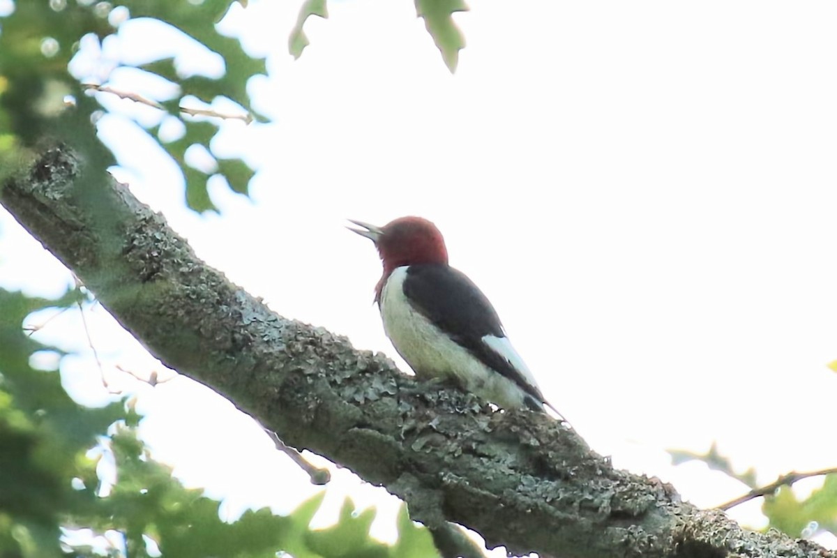 Red-headed Woodpecker - ML608290083