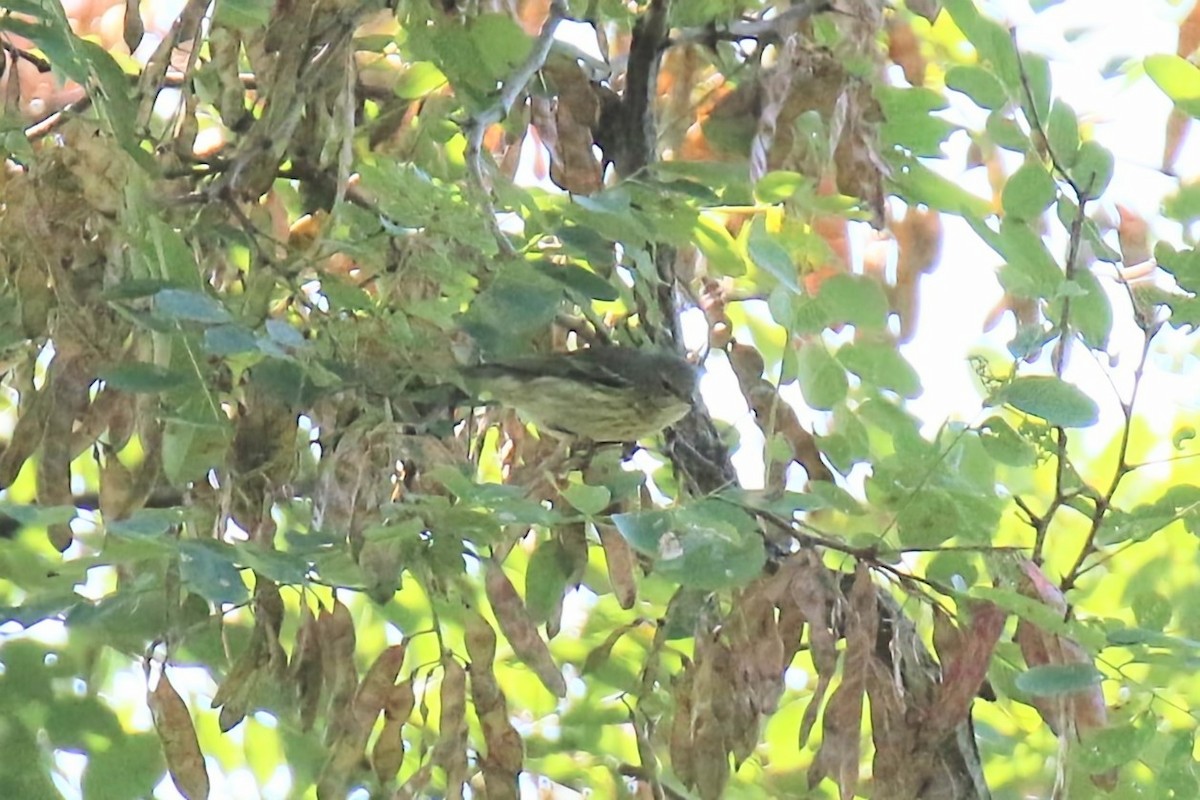 Cape May Warbler - ML608290109