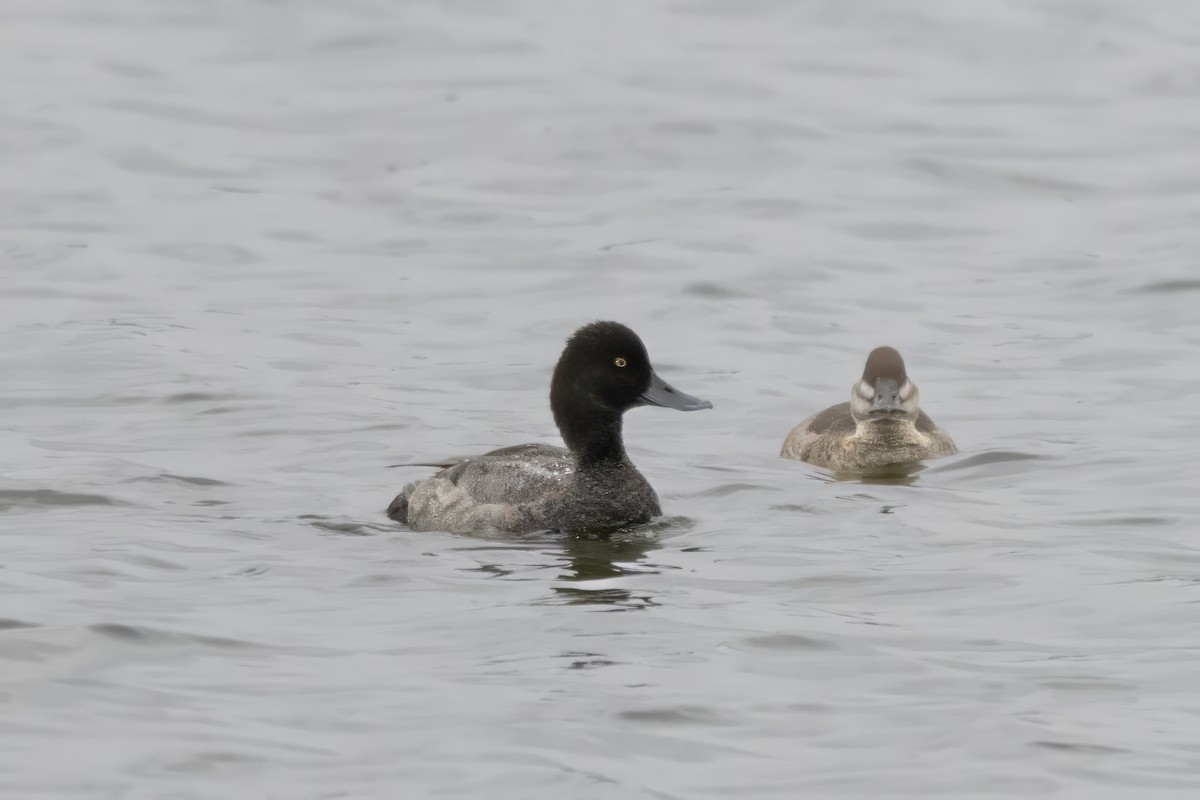 Lesser Scaup - ML608290266