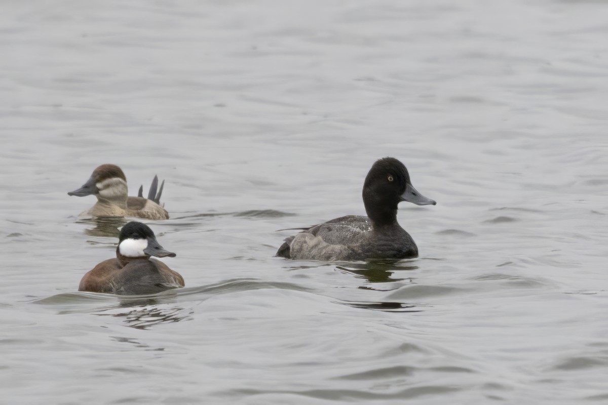 Lesser Scaup - ML608290267