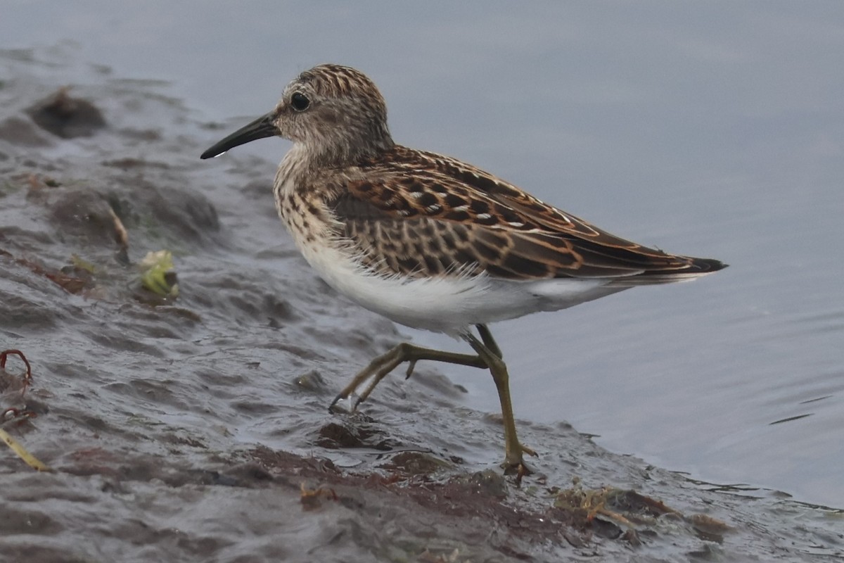 Least Sandpiper - ML608290423