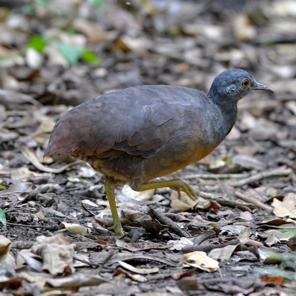 Little Tinamou - ML608290449