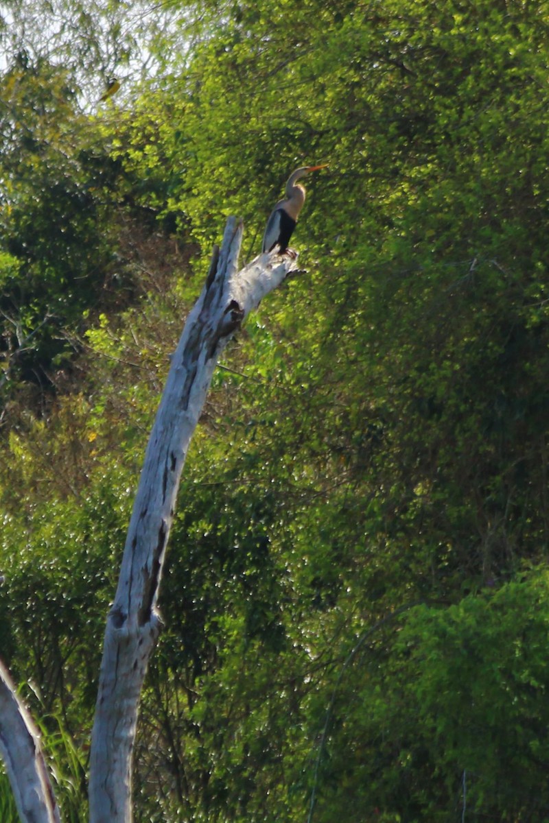 anhinga americká - ML608290665