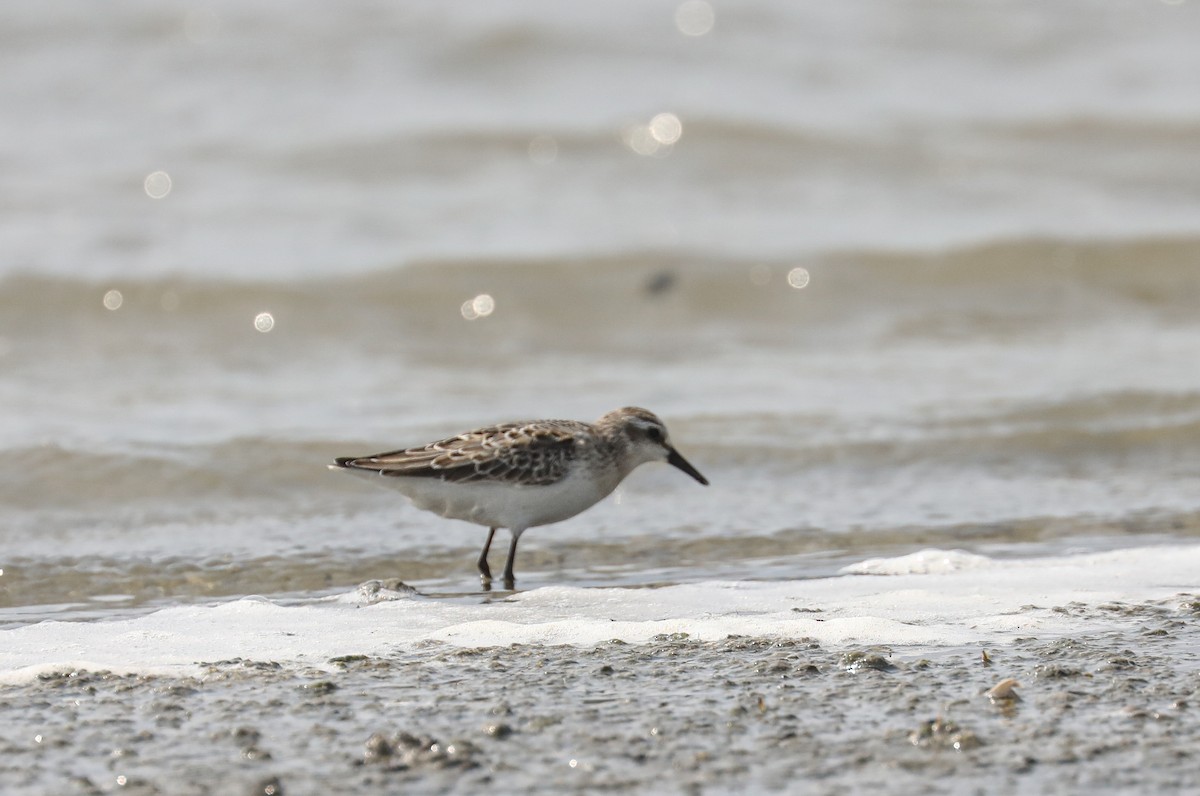 Semipalmated Sandpiper - Chuck Gates