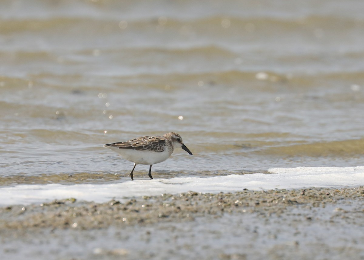 Semipalmated Sandpiper - Chuck Gates