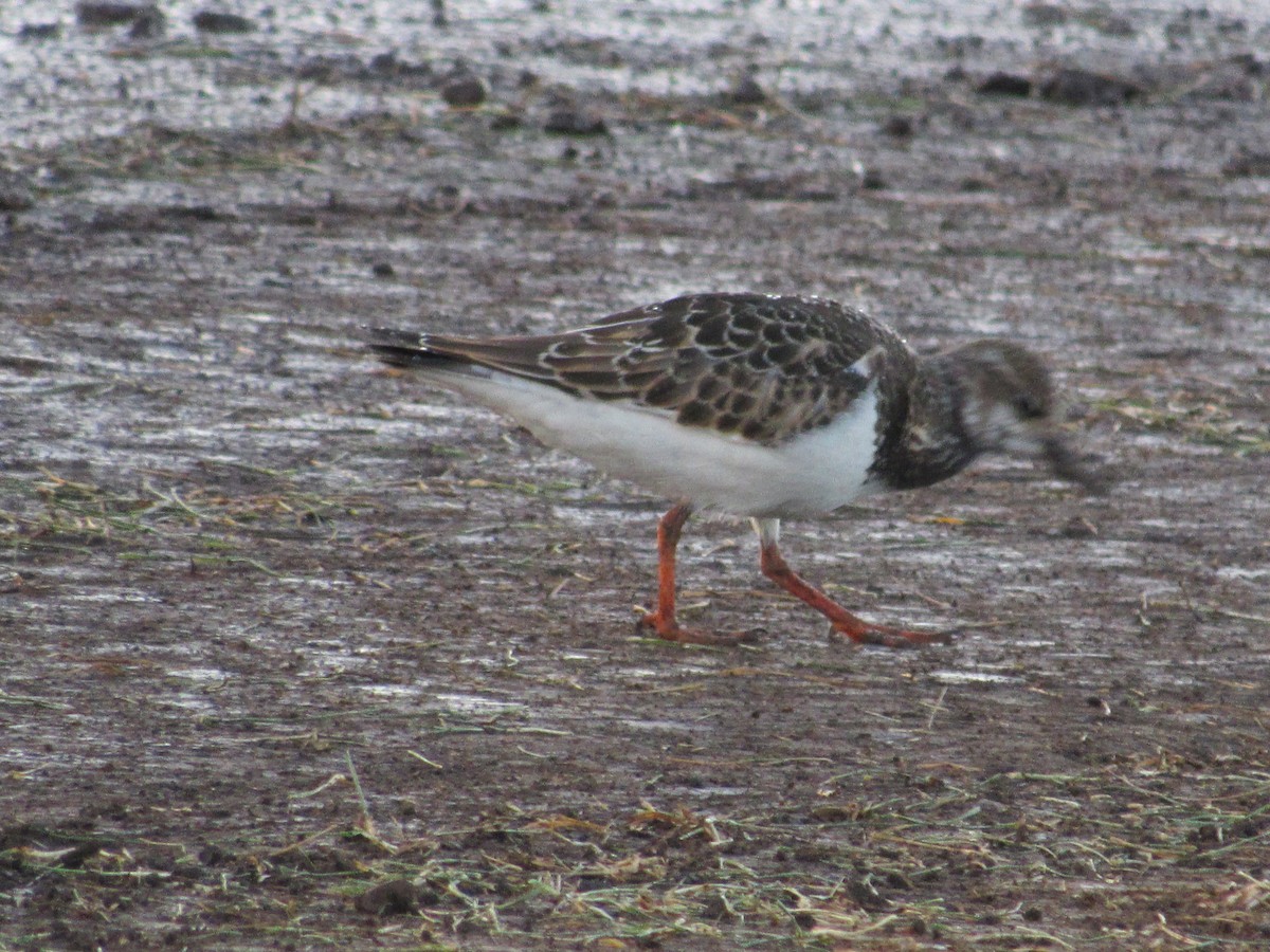 Ruddy Turnstone - Roger Hedge