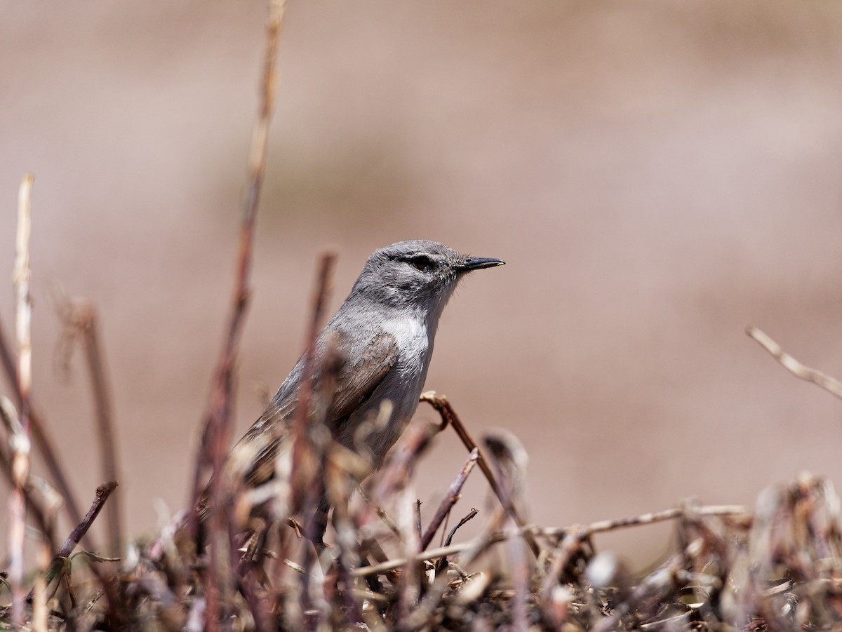 ハイイロイワタイランチョウ - ML608290867