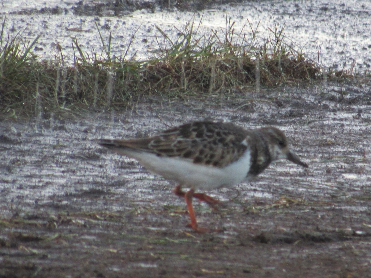 Ruddy Turnstone - Roger Hedge