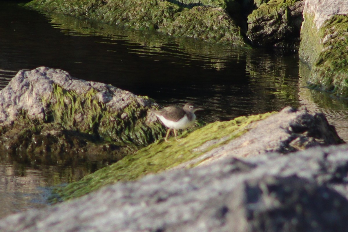 Spotted Sandpiper - ML608290929