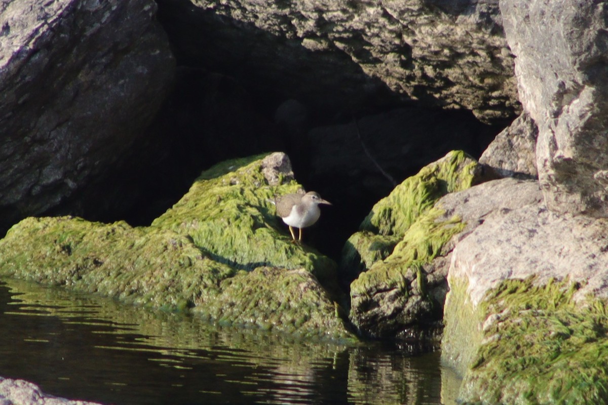 Spotted Sandpiper - ML608290930