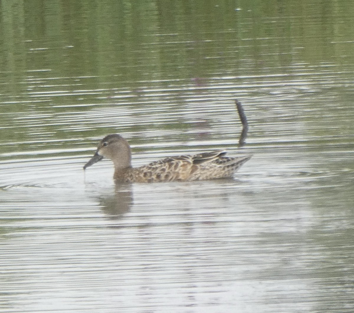 Blue-winged Teal - ML608291044