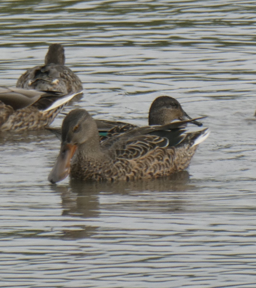 Green-winged Teal - ML608291103