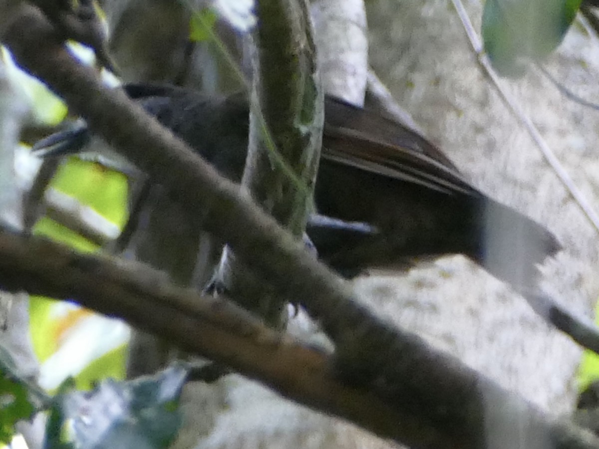 Black-browed Babbler - Peter Kaestner