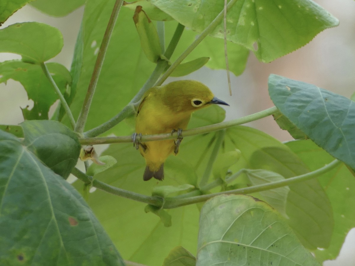 Javan White-eye - ML608291157