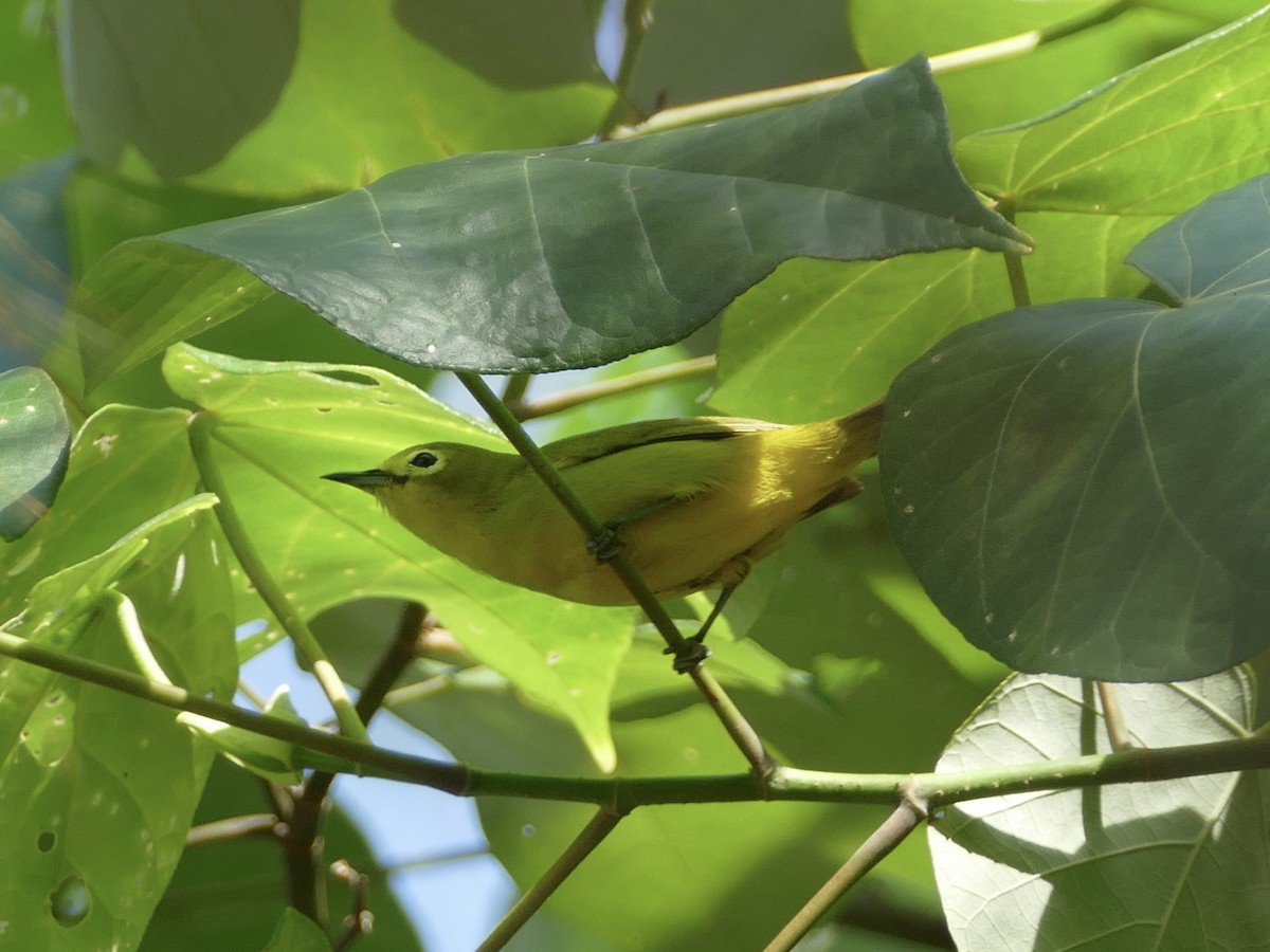 Javan White-eye - ML608291159