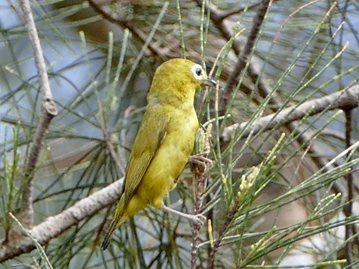 Javan White-eye - ML608291160