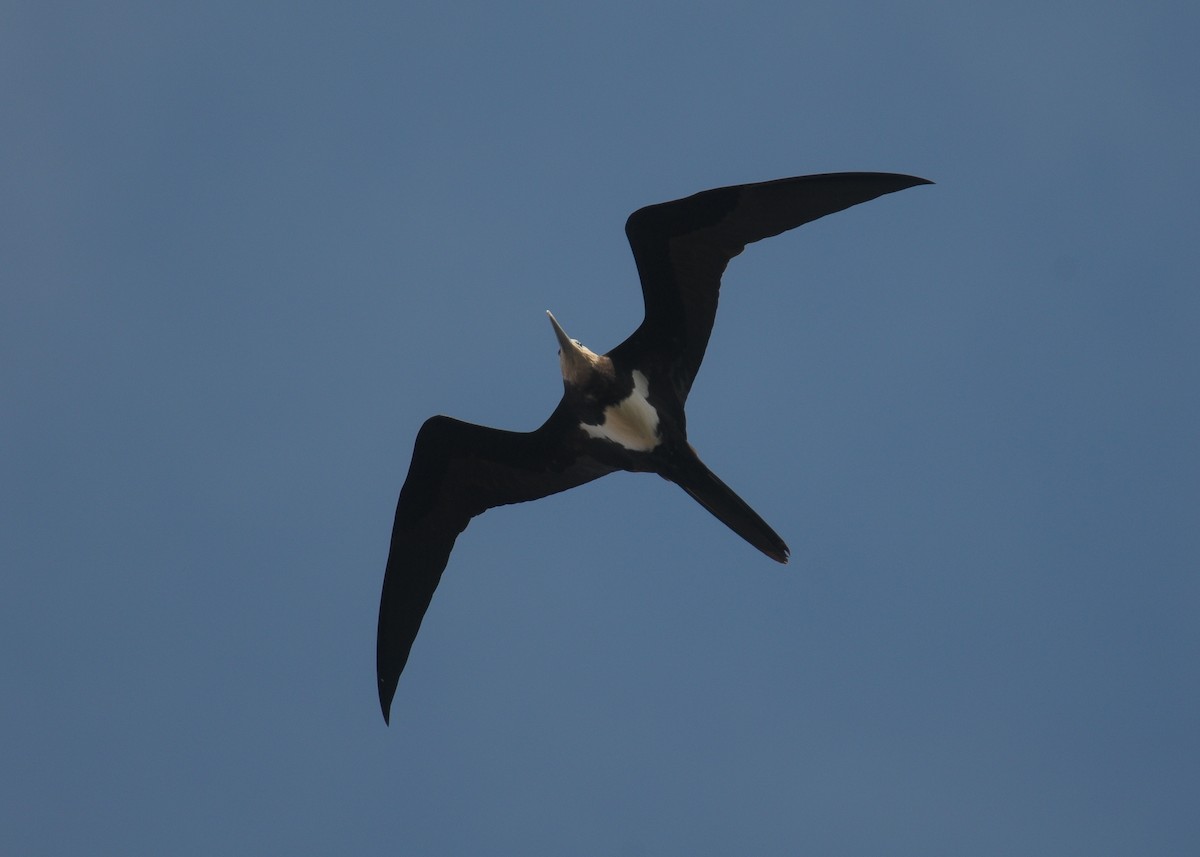 Lesser Frigatebird - ML608291172