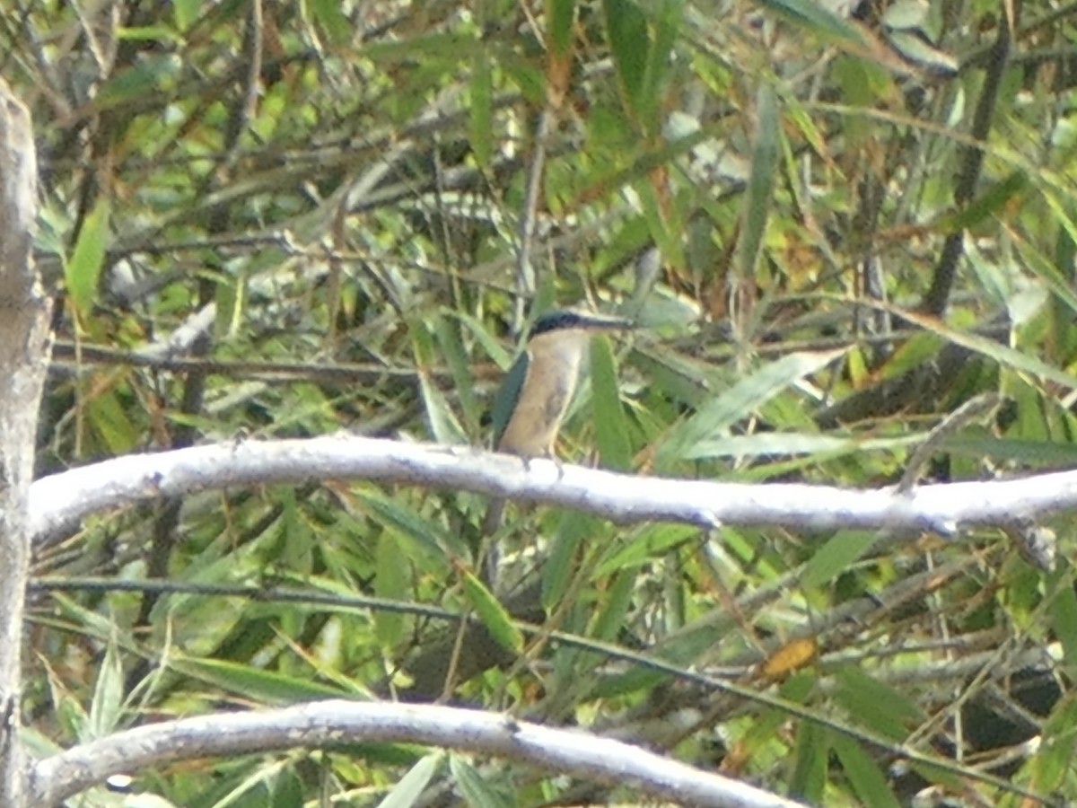 Sacred Kingfisher - ML608291175