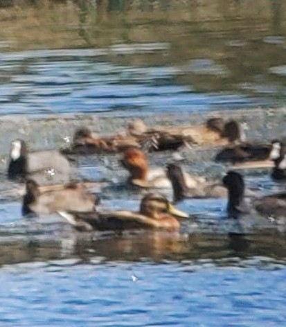 Common Pochard - ML608291179