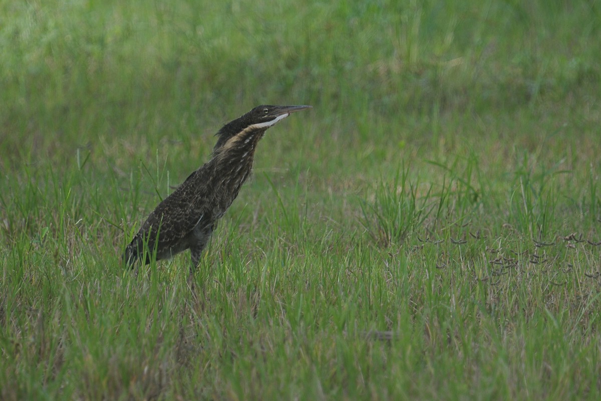 Black Bittern - ML608291191