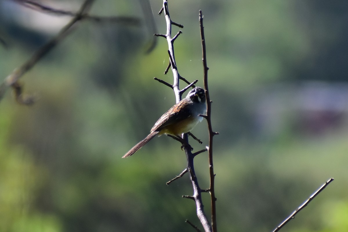 Bridled Sparrow - ML608291248