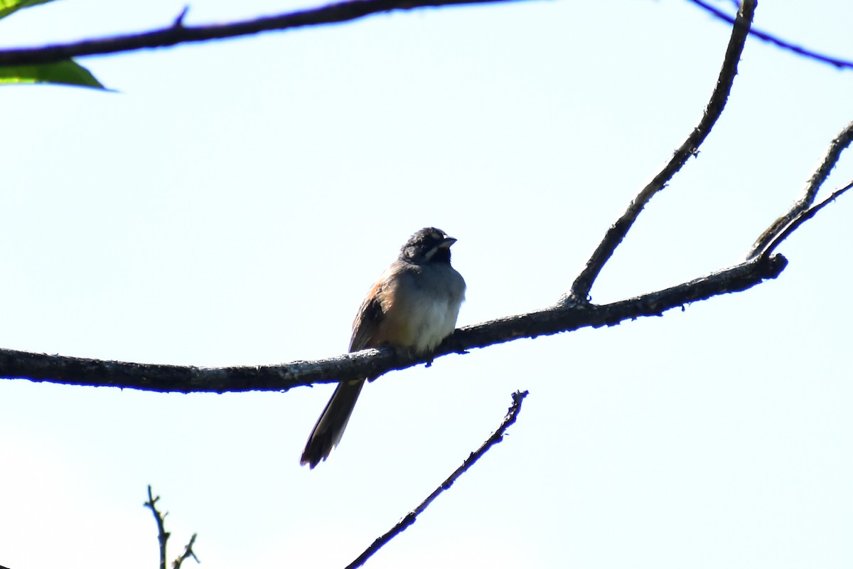 Bridled Sparrow - ML608291251
