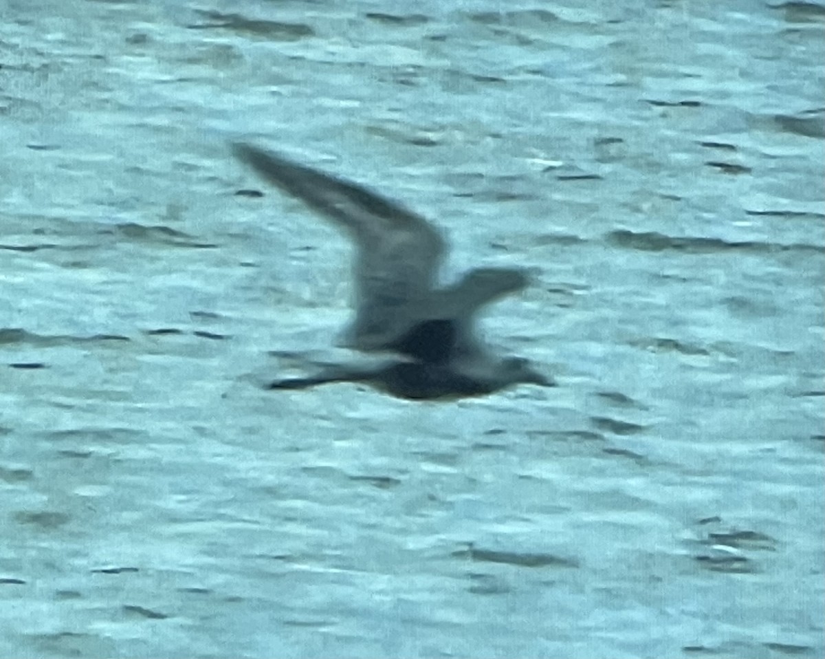 Black-bellied Plover - ML608291270