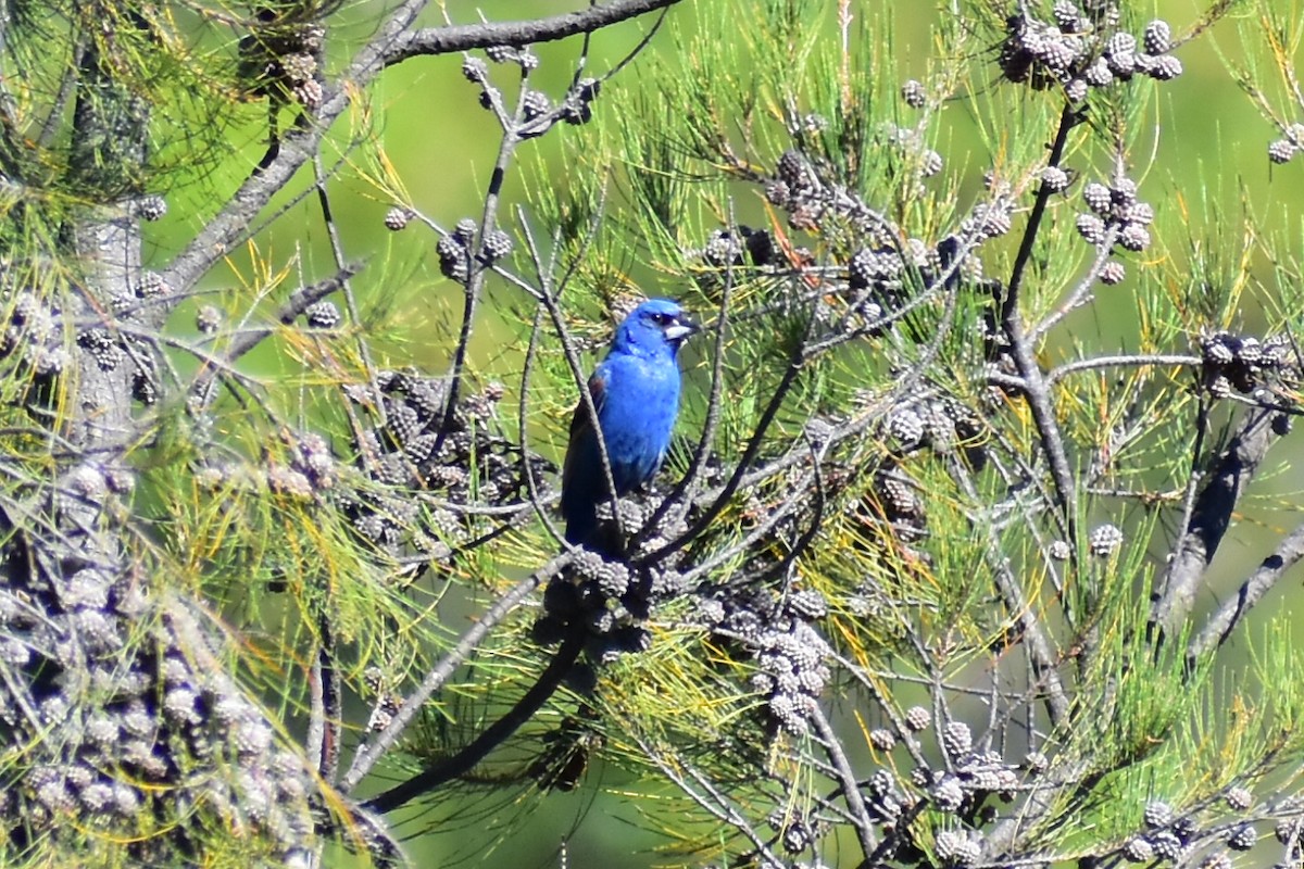 Blue Grosbeak - ML608291279