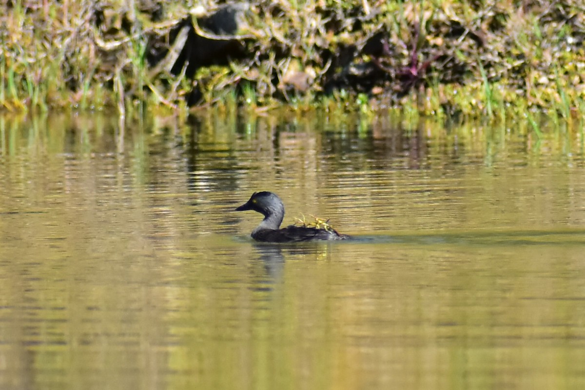 Least Grebe - ML608291287