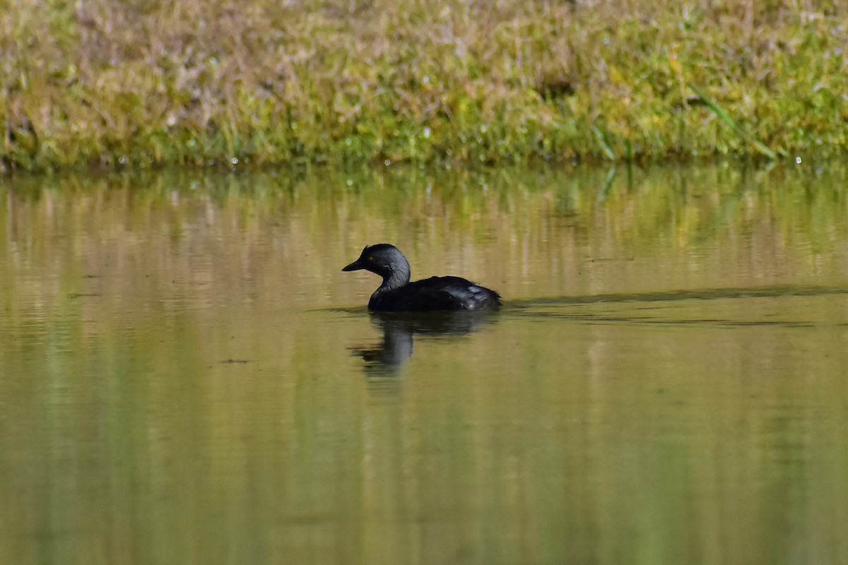 Least Grebe - Daniel Juarez