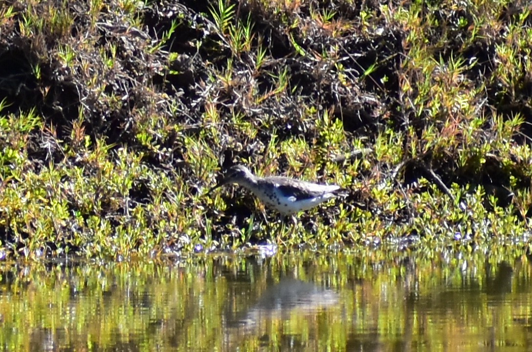 Spotted Sandpiper - ML608291291